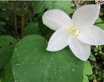 Bauhinia acuminata - Snowy Orchid Tree - 5 Seeds