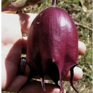 Stapelia leendertziae Black Bells Leendertz's Carrion Flower 10 Seeds image 5