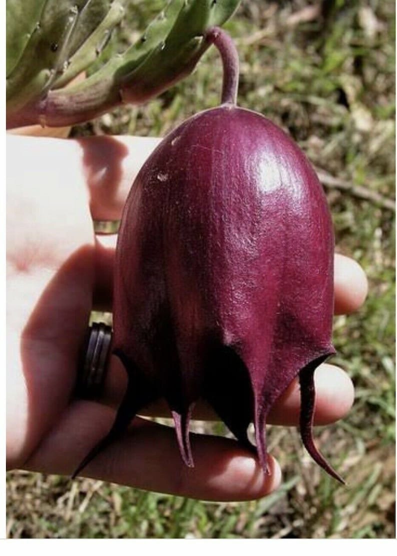 Stapelia leendertziae Black Bells Leendertz's Carrion Flower 10 Seeds image 5