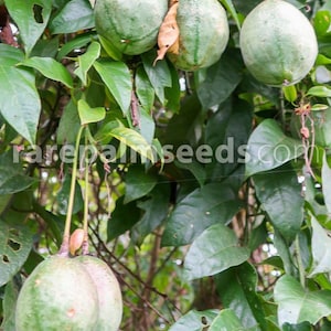 Grafted Passionfruit: A Garden Destroyer