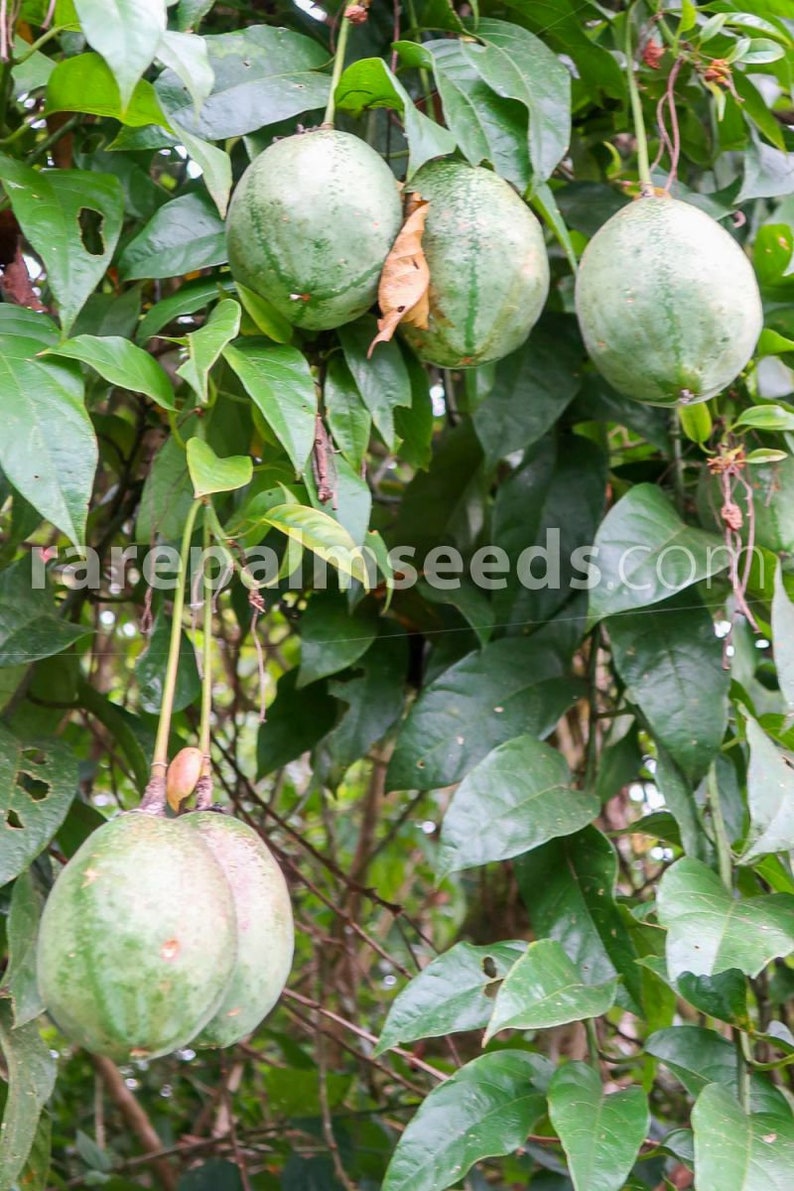 Passiflora Popenovii 5 Seeds Very Rare Perfect Passionfruit zdjęcie 4