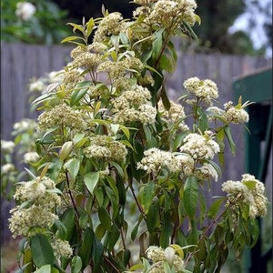 Backhousia citriodora 20 Seeds Lemon myrtle seeds native flowering shrub 20 Seeds image 7