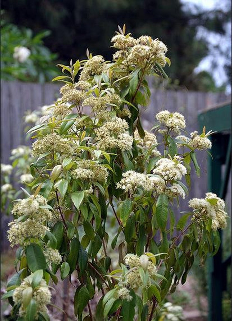 Backhousia citriodora 20 Seeds Lemon myrtle seeds native flowering shrub 20 Seeds image 7