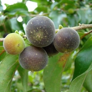Dovyalis hebecarpa, Ceylon-Barbed Berry, CEYLON GOOSEBERRY, 15 Seeds image 5
