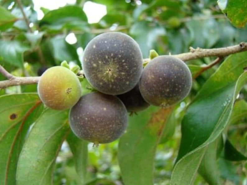 Dovyalis hebecarpa, Ceylon-Barbed Berry, CEYLON GOOSEBERRY, 15 Seeds image 5