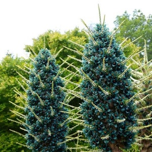 Puya Berteroniana Alpestris 15 Seeds Sapphire Tower Puya Alpestris Very Rare image 3