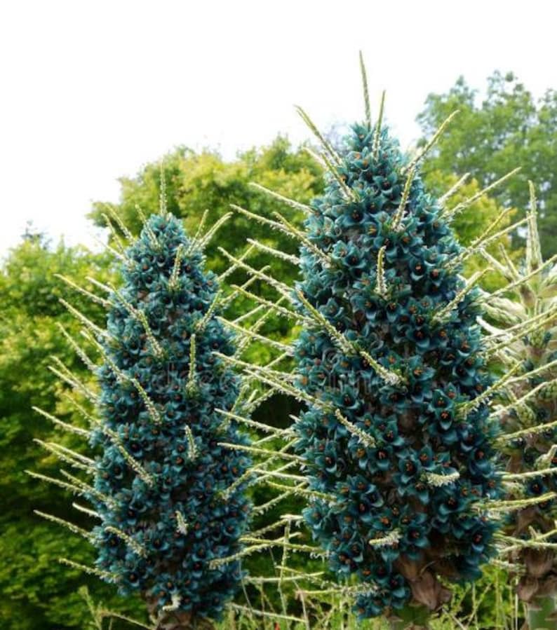 Puya Berteroniana Alpestris 15 Seeds Sapphire Tower Puya Alpestris Very Rare image 3