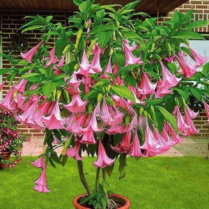 Brugmansia Pink Brugmansia Suaveolens var. Pink Angels Trumpets Pink 5 Seeds image 1