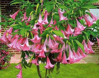Brugmansia Pink - Brugmansia Suaveolens var. Pink - Angel’s Trumpets Pink - 5 Seeds