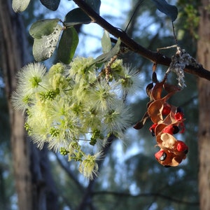 Pithecellobium dulce Madras Thorn Manilla Tamarind 10 Seeds image 8