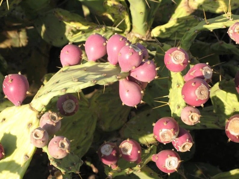 Opuntia dillenii stricta Cactus dillenii Opuntia Prickly Cactus, Dillen Prickly Pear, Sweet Prickly Pear, Eltham Indian Fig 10 Seeds image 7