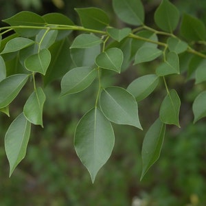 Dalbergia Sissoo 50 Seeds shisham jacaranda, sheesham wood, shisham wood, indian rosewood image 2