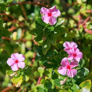 Catharanthus roseus Bright Eyes, Cape Periwinkle, Graveyard Plant, Madagascar Periwinkle, Old maid 50 Seeds image 5