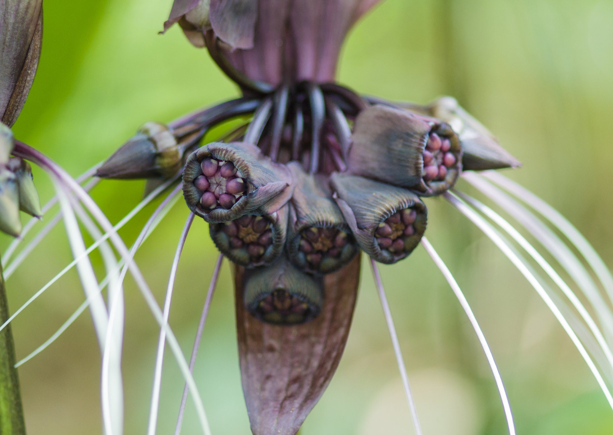 Tacca Chantrieri Flor de murciélago negro Orquídea negra - Etsy México