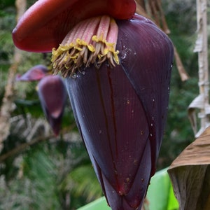 Musa thomsonii seeds RARE HARDY BANANA Exotic Thomson's Banana 10 Seeds image 7