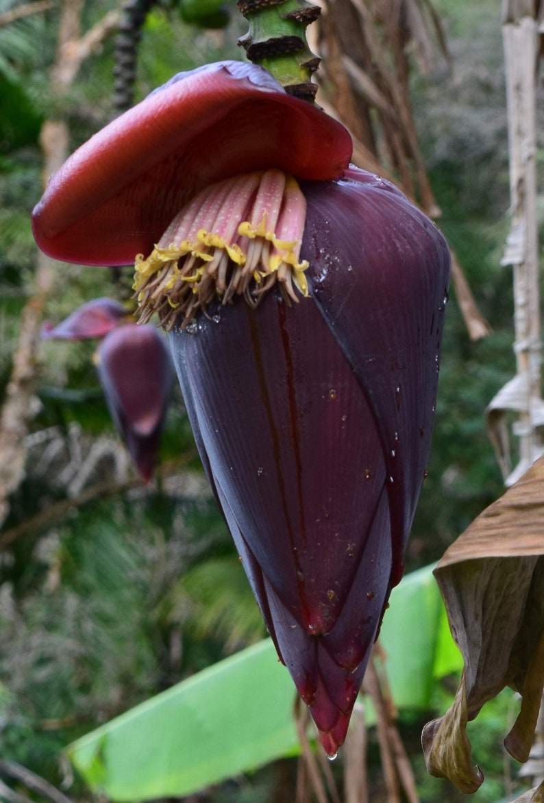 Musa thomsonii seeds RARE HARDY BANANA Exotic Thomson's Banana 10 Seeds image 7