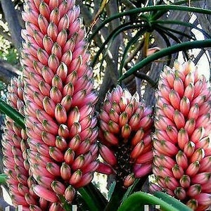 Aloe Barberae Seeds Tree aloe tree, giant baby of africa 5 Fresh Seeds image 9