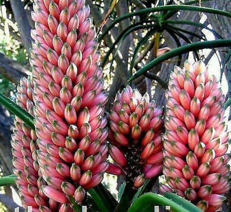 Aloe Barberae Seeds Tree aloe tree, giant baby of africa 5 Fresh Seeds image 9