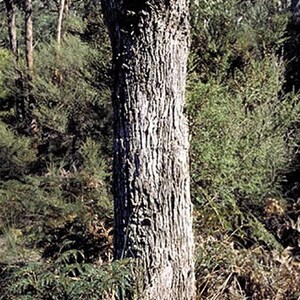 Eucalyptus viminalis ssp. cygn Rough-barked Manna Gum 50 Seeds image 4