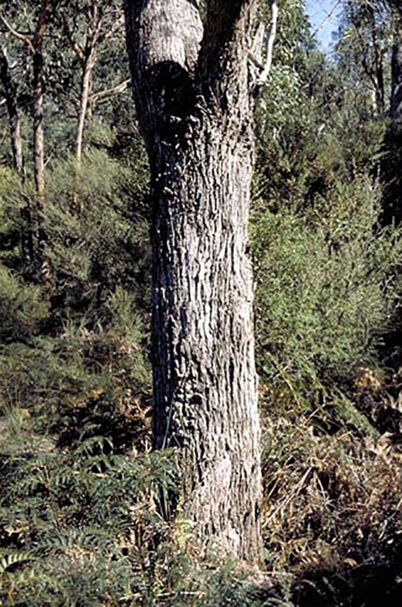 Eucalyptus viminalis ssp. cygn Rough-barked Manna Gum 50 Seeds image 4