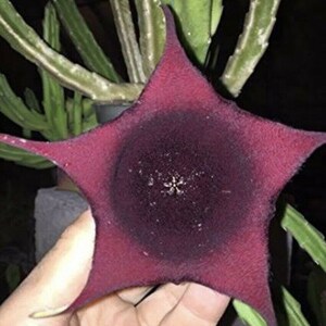 Stapelia leendertziae Black Bells Leendertz's Carrion Flower 10 Seeds image 7