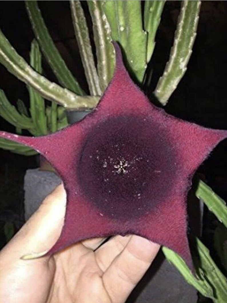 Stapelia leendertziae Black Bells Leendertz's Carrion Flower 10 Seeds image 7