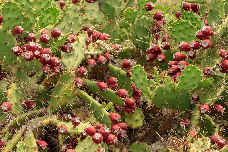 Opuntia dillenii stricta Cactus dillenii Opuntia Prickly Cactus, Dillen Prickly Pear, Sweet Prickly Pear, Eltham Indian Fig 10 Seeds image 1