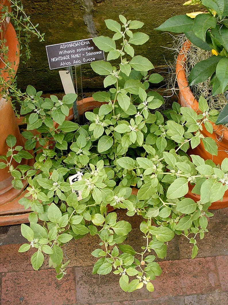 50 Ashwagandha Seeds Organic Withania somnifera Seeds Indian Ginseng USA SELLER image 2