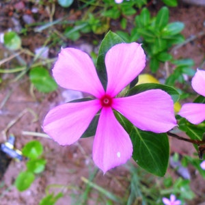 Catharanthus roseus Bright Eyes, Cape Periwinkle, Graveyard Plant, Madagascar Periwinkle, Old maid 50 Seeds image 4