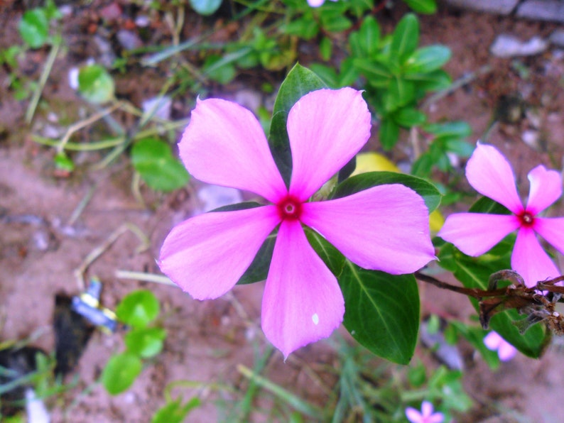 Catharanthus roseus Bright Eyes, Cape Periwinkle, Graveyard Plant, Madagascar Periwinkle, Old maid 50 Seeds image 4