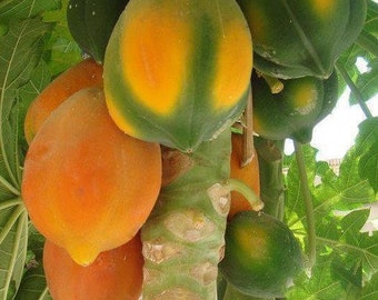 Carica Papaya Coorg Honeydew - Papaya - Melon Tree - 10 Seeds