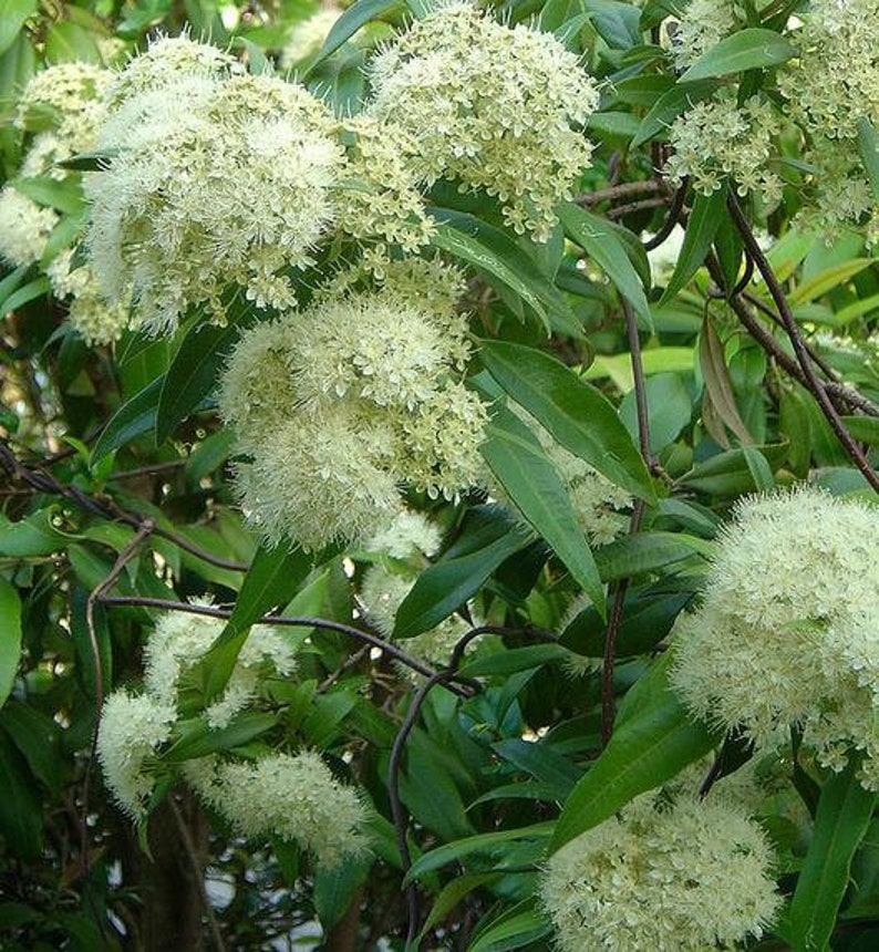 Backhousia citriodora 20 Seeds Lemon myrtle seeds native flowering shrub 20 Seeds image 2