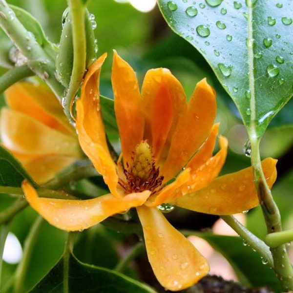 Magnolia champaca - Joy Perfume Tree - 5 Seeds