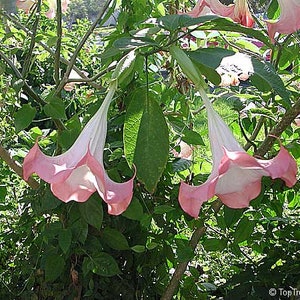 Brugmansia Pink Brugmansia Suaveolens var. Pink Angels Trumpets Pink 5 Seeds image 2