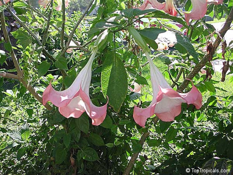 Brugmansia Pink Brugmansia Suaveolens var. Pink Angels Trumpets Pink 5 Seeds image 2