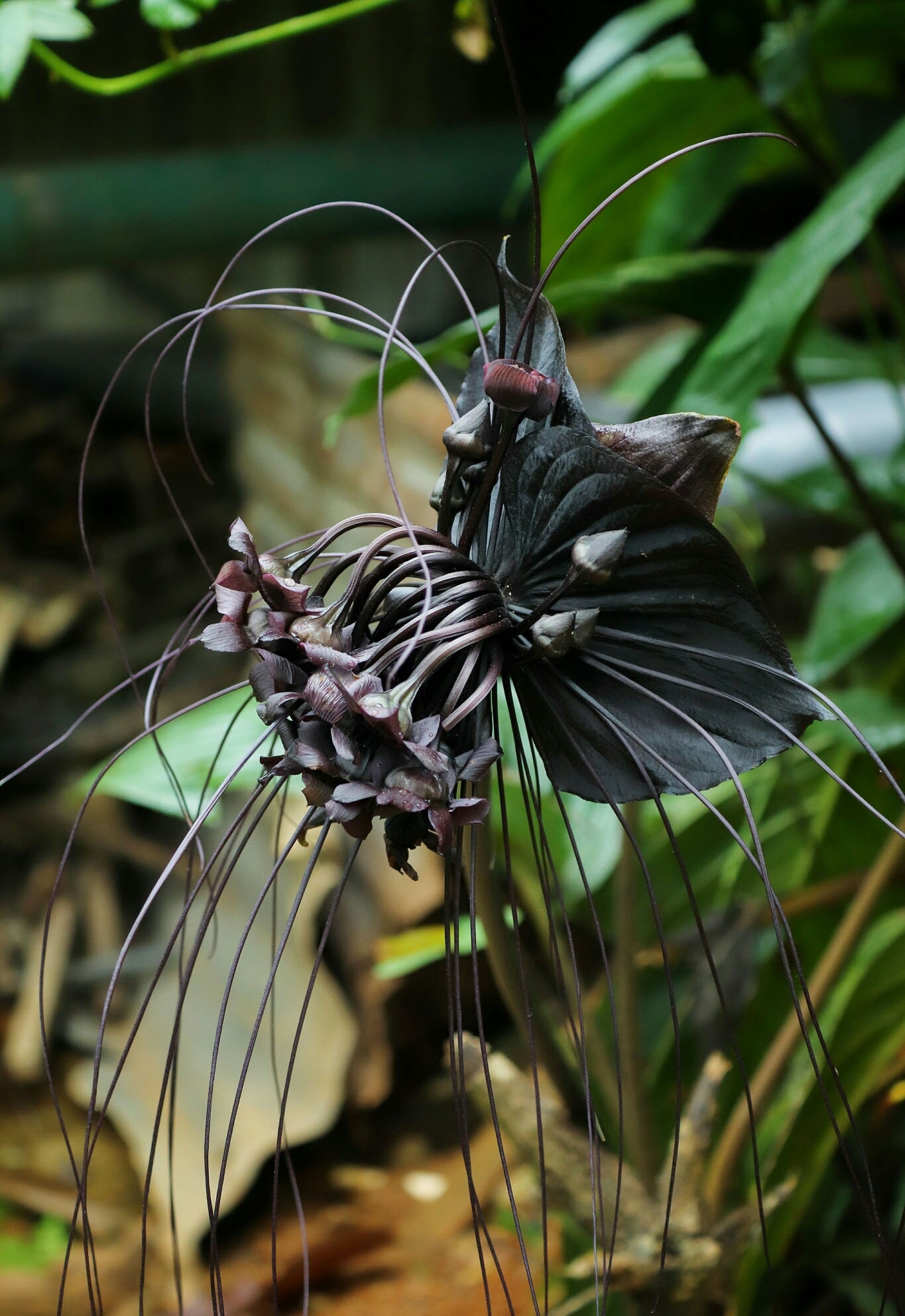 Tacca Chantrieri Flor de murciélago negro Orquídea negra - Etsy México