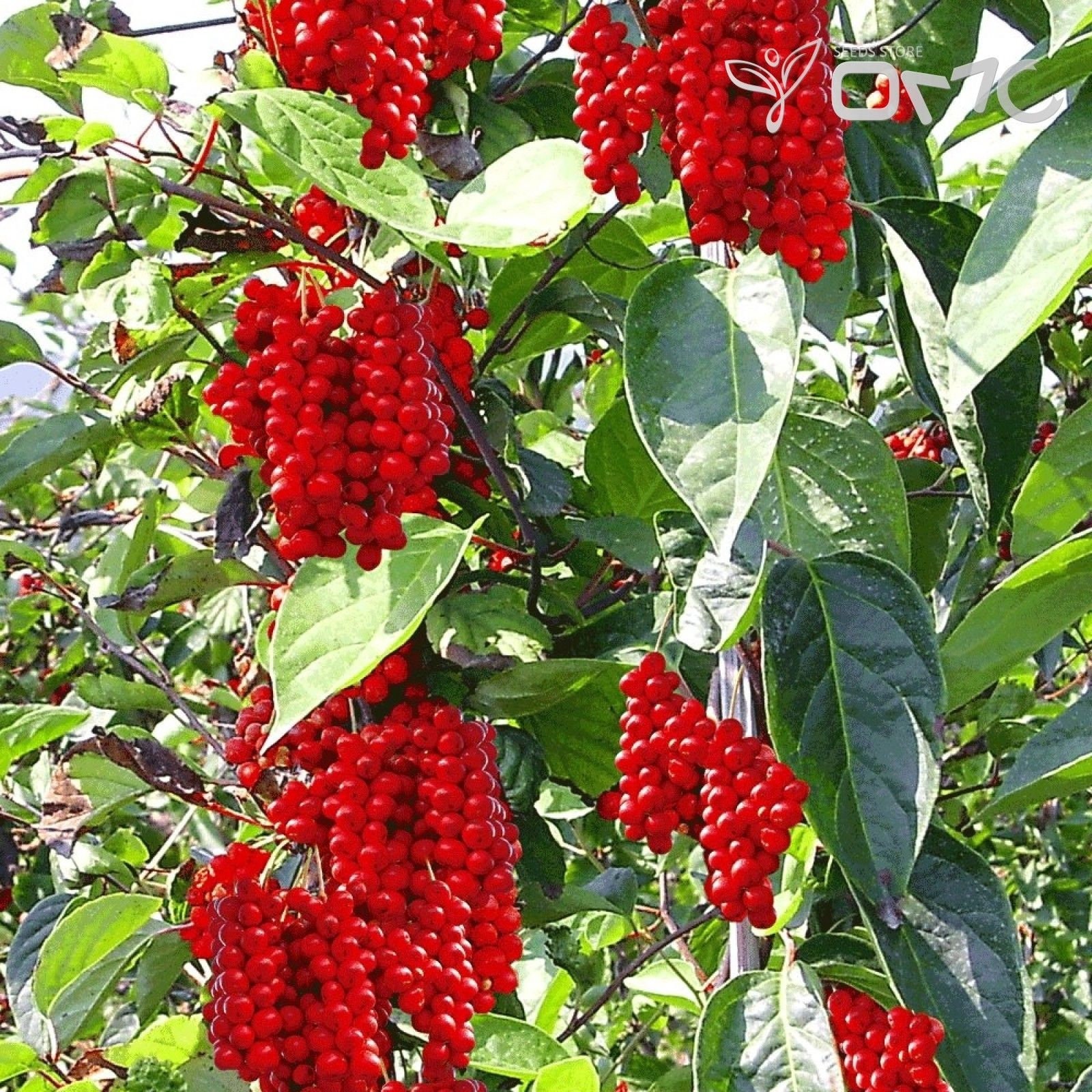 Schisandra Chinensis 10 Five Flavor Cherry - Etsy