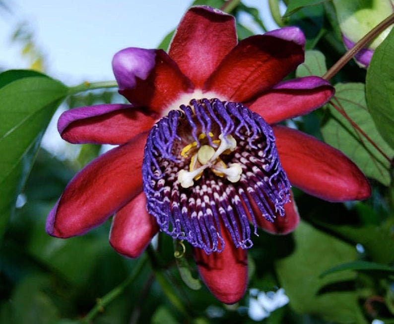 Passiflora Quadrangularis 5 Graines Rare Fruit de la Passion La Granadilla Géante Douce image 7