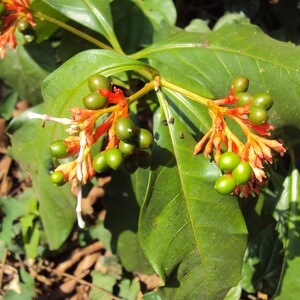 Rauvolfia serpentina Rauwolfia Snakeroot indien Devil Pepper 5 Graines image 4