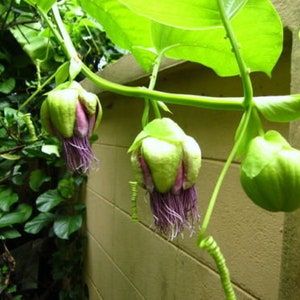 Passiflora Quadrangularis 5 Graines Rare Fruit de la Passion La Granadilla Géante Douce image 4