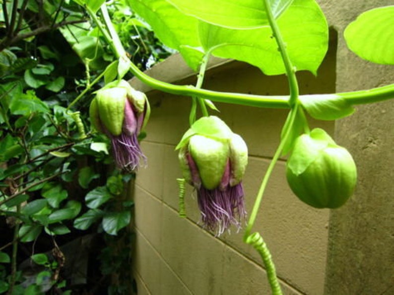 Passiflora Quadrangularis 5 Graines Rare Fruit de la Passion La Granadilla Géante Douce image 4