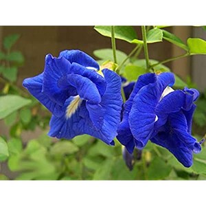 Clitoria ternatea blue double Butterfly pea, blue fairy, blue queen 10 Seeds image 3