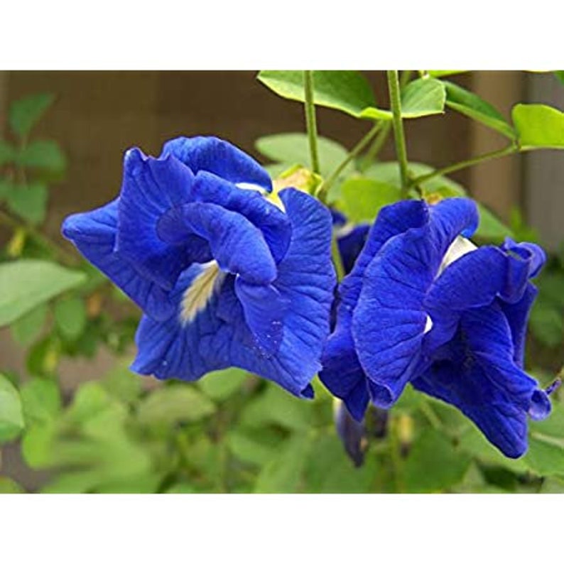 Clitoria ternatea blue double Butterfly pea, blue fairy, blue queen 10 Seeds image 3