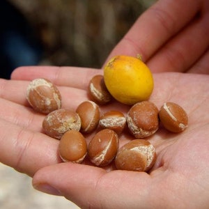 Argania Spinosa - 5 Seeds - The Argan Nut Tree - Morocco Gold * Very Fresh Seeds *