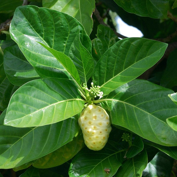 Morinda citrifolia - Noni, India Mulberry - 5 Seeds