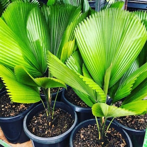 Licuala grandis Ruffled Fan Palm thailand Vanuatu Fan Palm, Palas Palm image 9