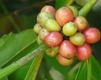 Coffea canephora robusta - Robusta Coffee - 5 Seeds