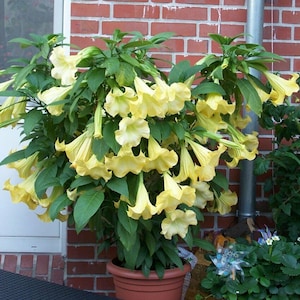 10 Brugmansia Suaveolens Yellow Seeds Datura Seeds Dwarf Brugmansia Angel Trumpet Bonsai Flower Fragrant Yellow image 6