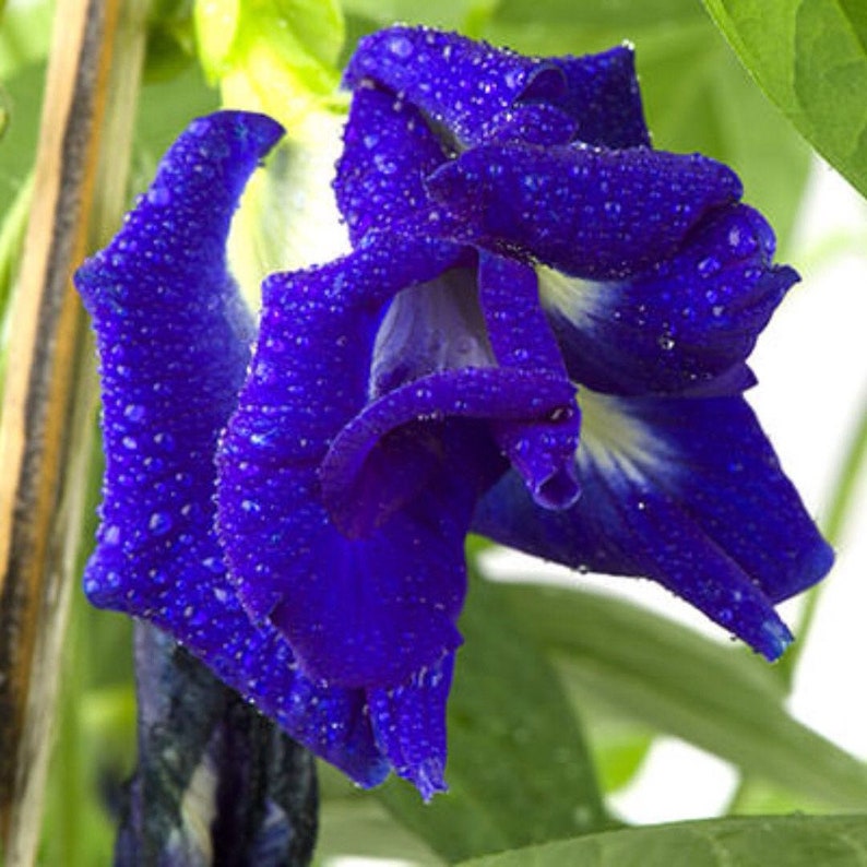 Clitoria ternatea blue double Butterfly pea, blue fairy, blue queen 10 Seeds image 7