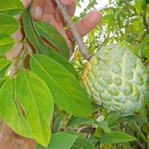 10 Graines de crème pâtissière fraîche Annona Squamosa - Pomme à sucre, Sweetsop
